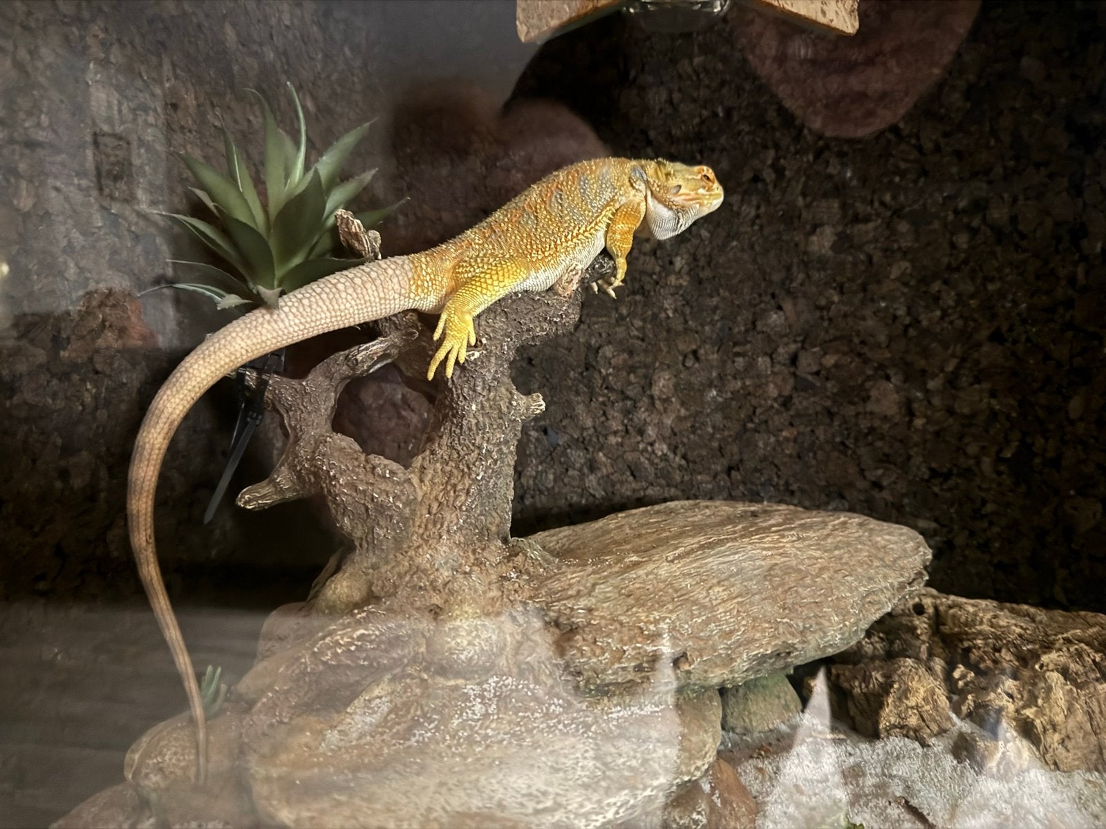 Baardagaam met terarium te koop Bearded Dragon photo 6