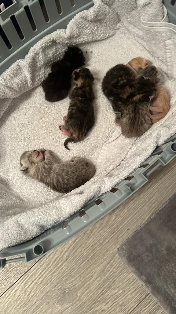 Perzische kittens, Meerdere dieren, 0 tot 2 jaar