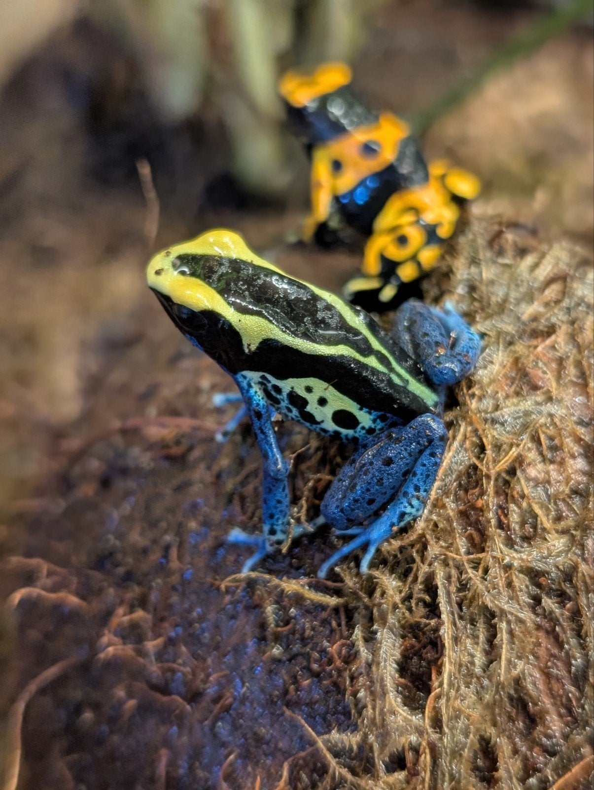 Dendrobates Tinctorius Cobalt Frog - unknown for sale from NKexotics nl