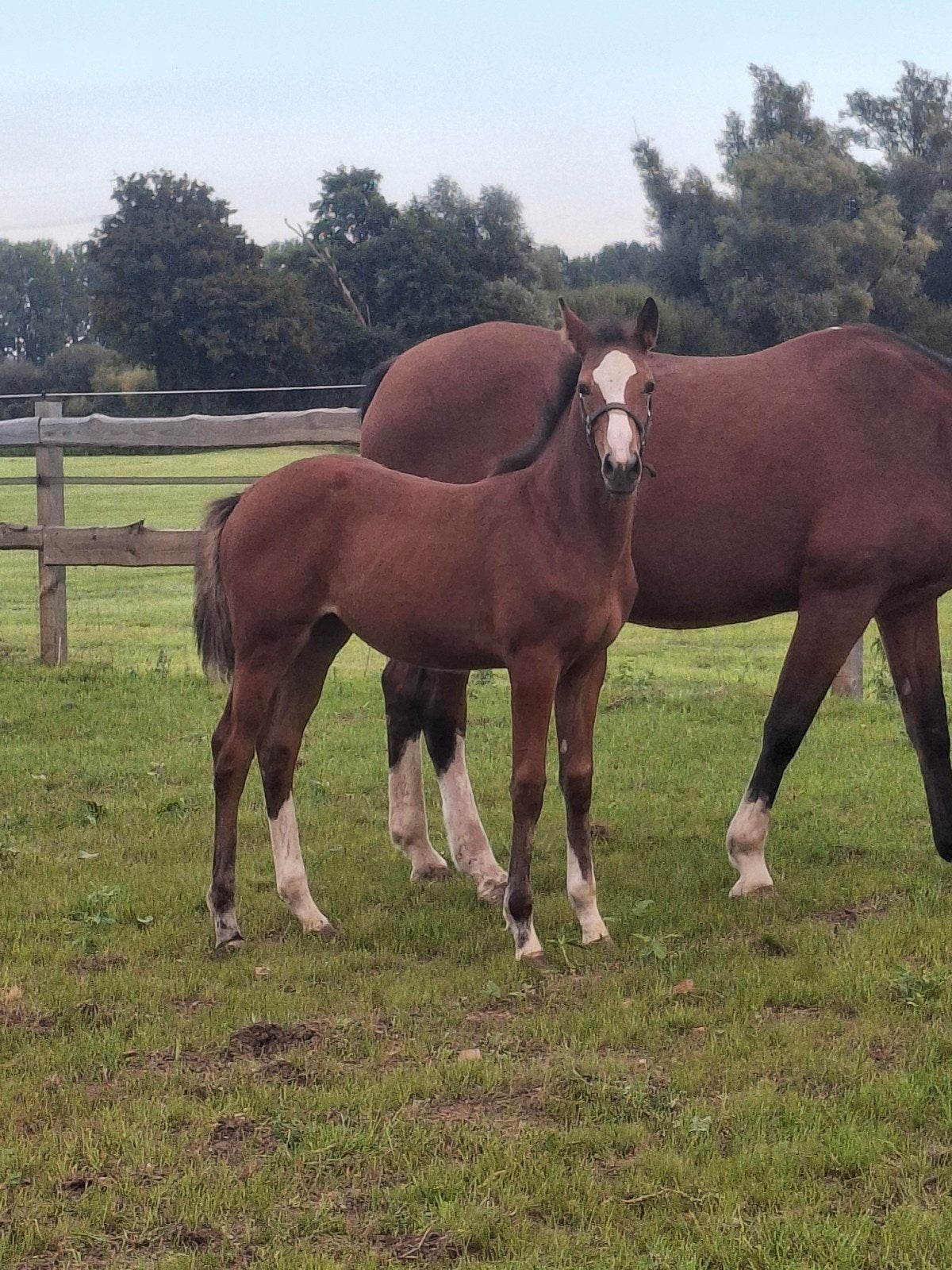 Veelbelovend merrieveulen van J-Nius V.V Z, Merrie, Springpaard, 0 tot 2 jaar