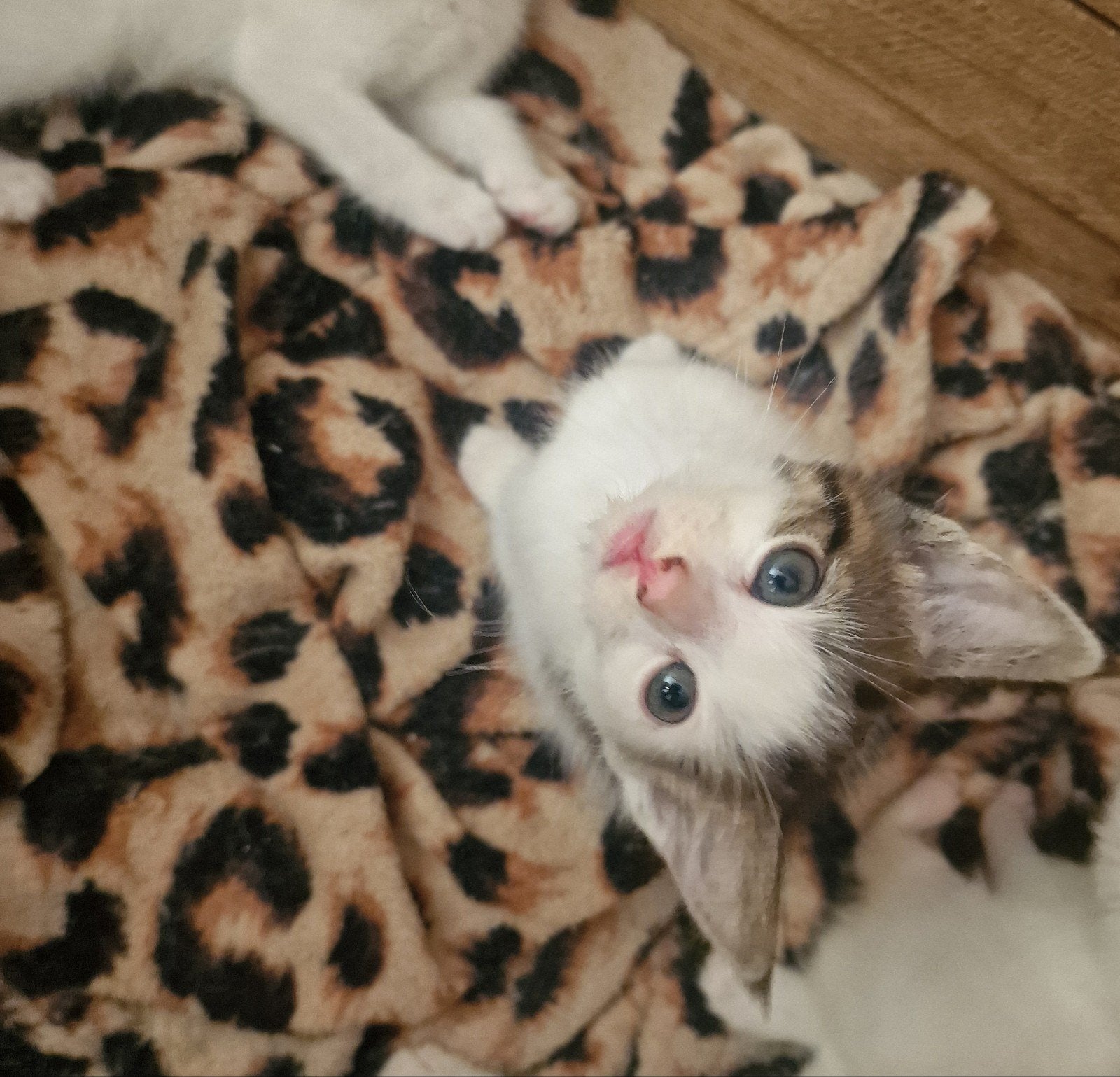 2 kittens beschikbaar 2 katers 28 juli mogen ze verhuizen, Dieren en Toebehoren