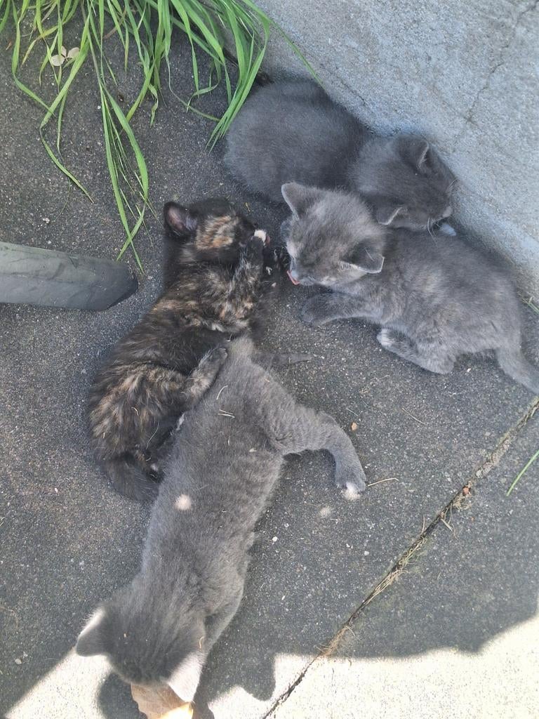 Lieve boerderij kittens, Dieren en Toebehoren, Katten en Kittens | Overige Katten, Meerdere dieren