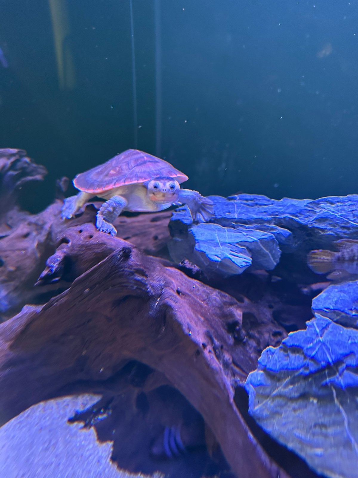 Roodbuik spitskopschildpad / emydura subglobossa, Dieren en Toebehoren, Vis