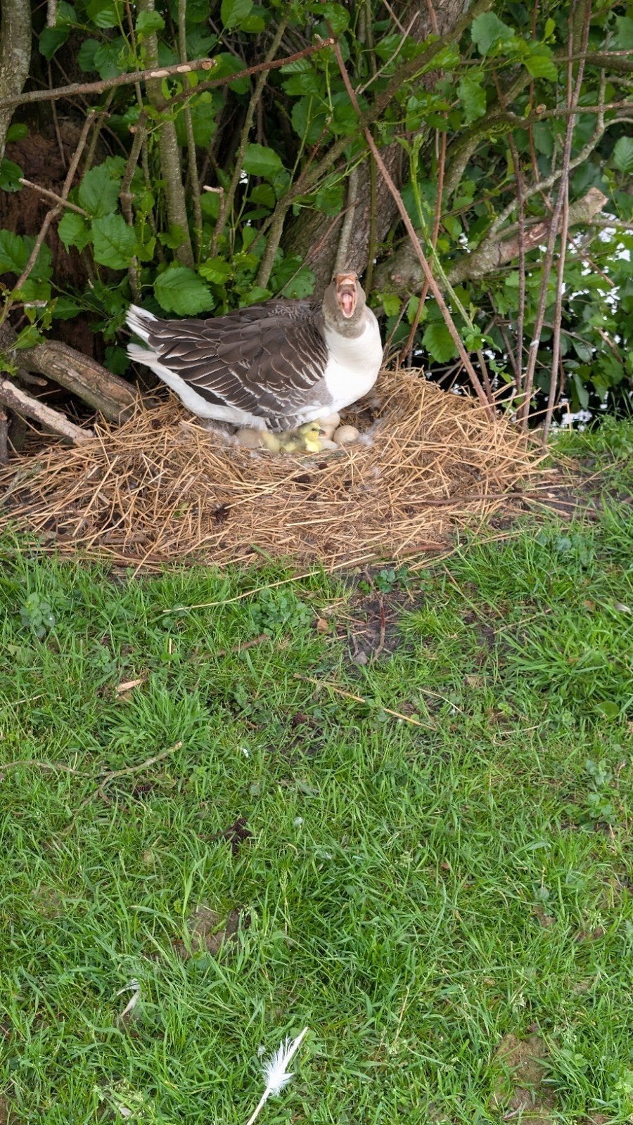 Twentse gans kuikens, Meerdere dieren, Kip
