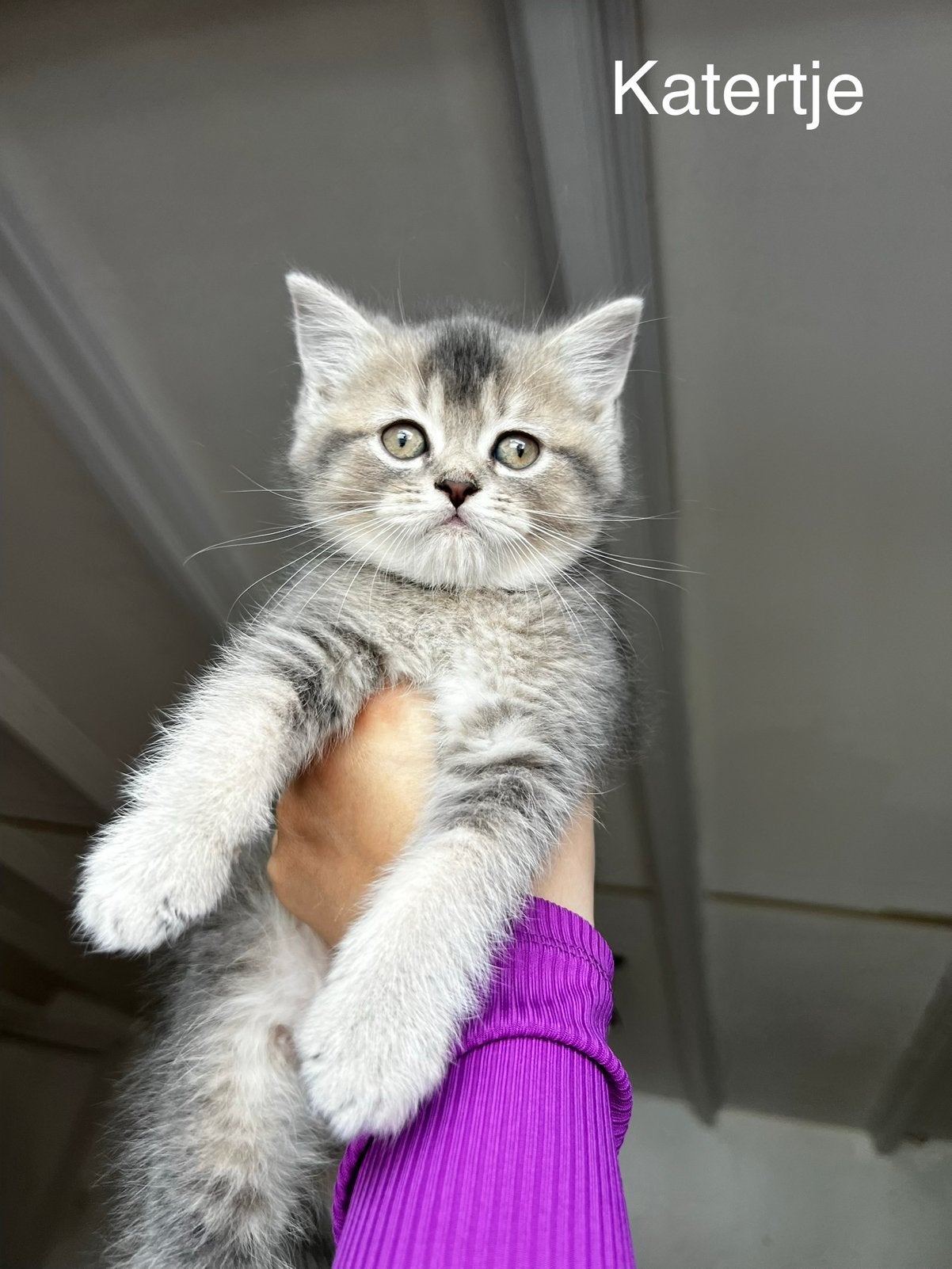 British shorthair kittens, Meerdere dieren, Ontwormd