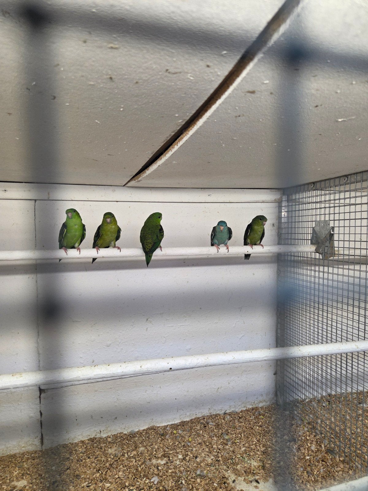 Catharina.s, Meerdere dieren, Parkiet