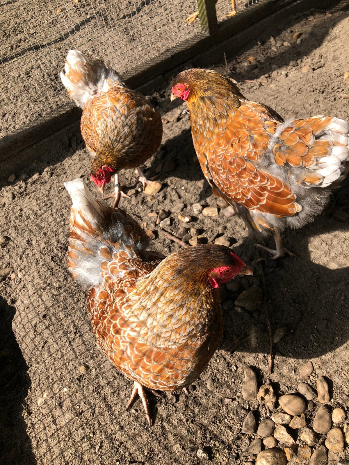 4 Wyandotte goud/blauw gezoomde hennen, Dieren en Toebehoren, Pluimvee, Vrouwelijk, Kip