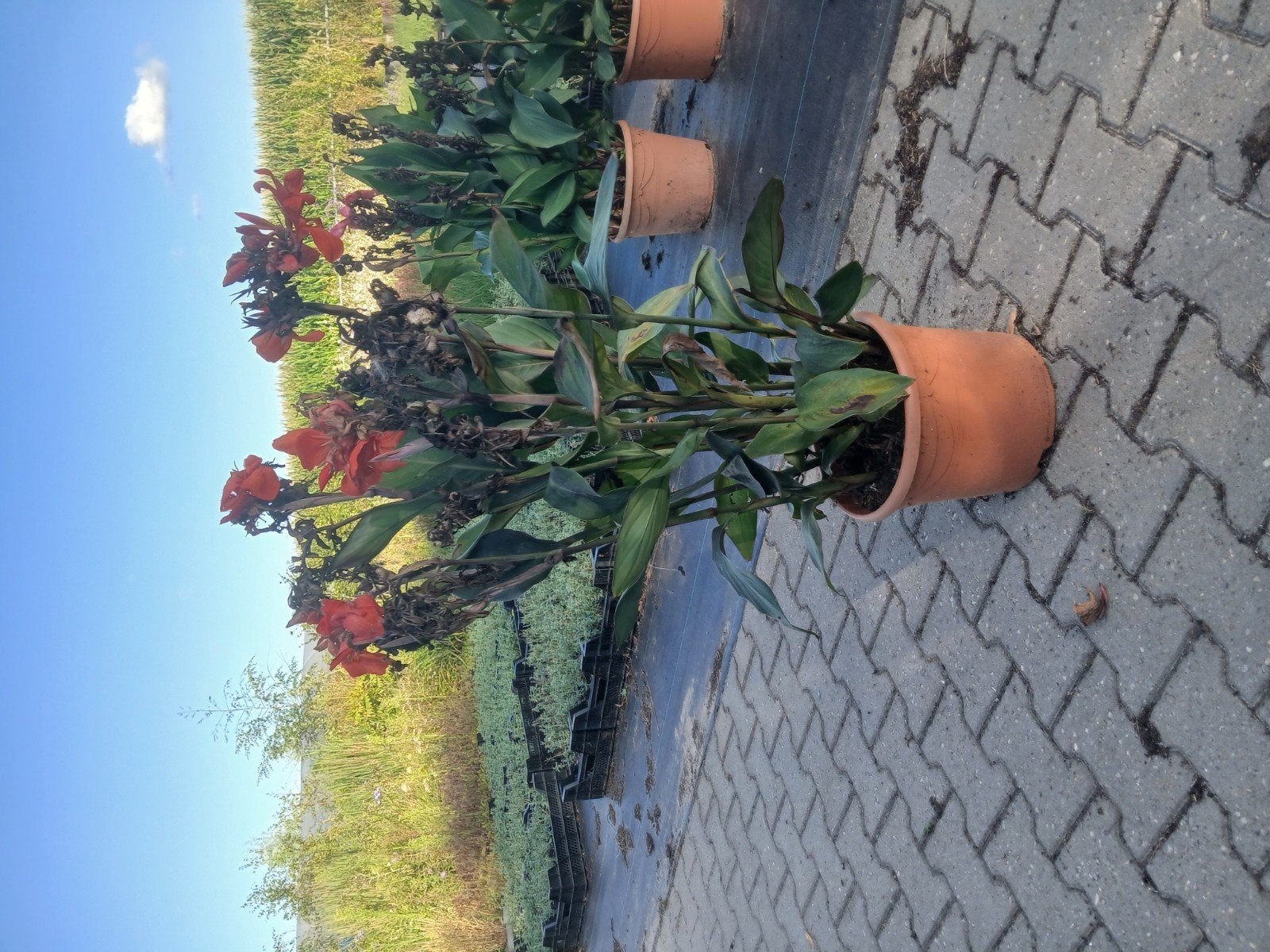 Grote Canna Planten - Prachtige Bloeiers voor uw Tuin, Volle zon, Vaste plant, Zomer, Ophalen