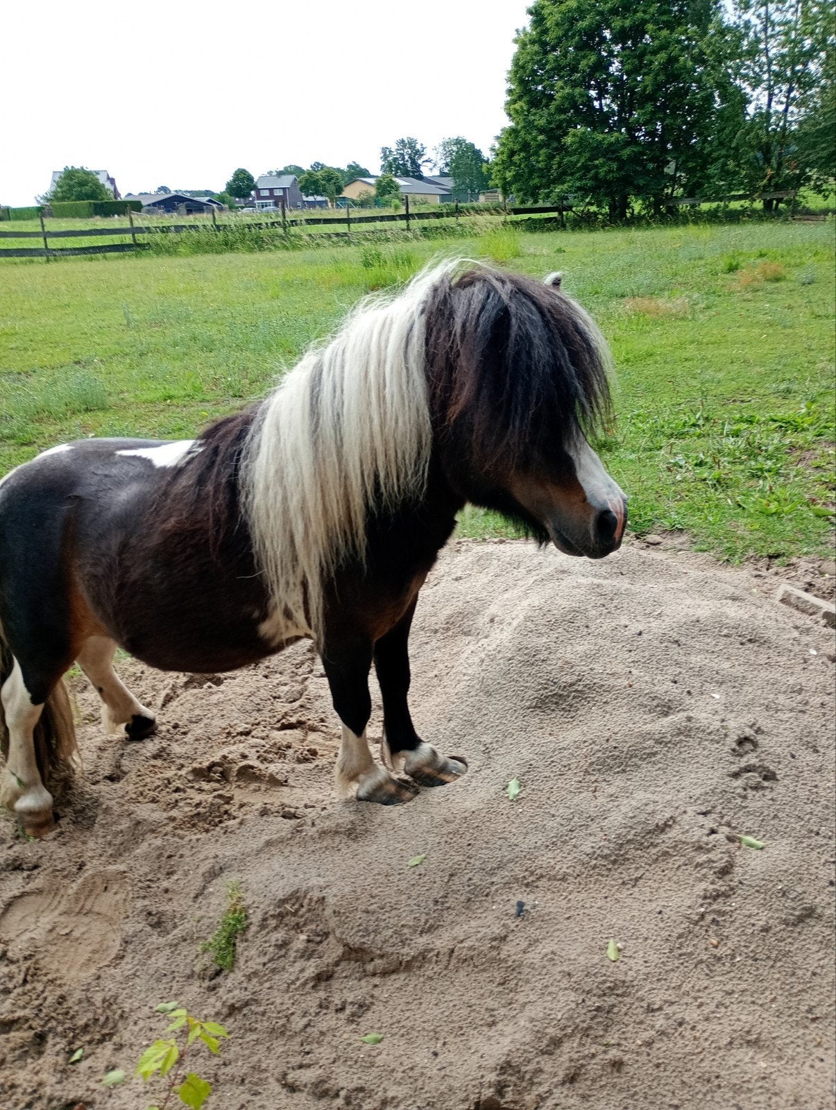 Shetland pony, Hengst