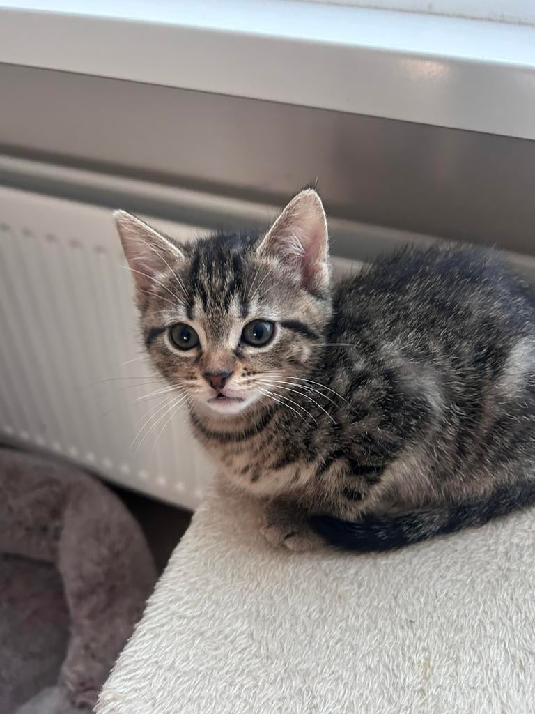 Kitten (mag gelijk opgehaald worden), Dieren en Toebehoren, Katten en Kittens | Raskatten | Korthaar, Poes