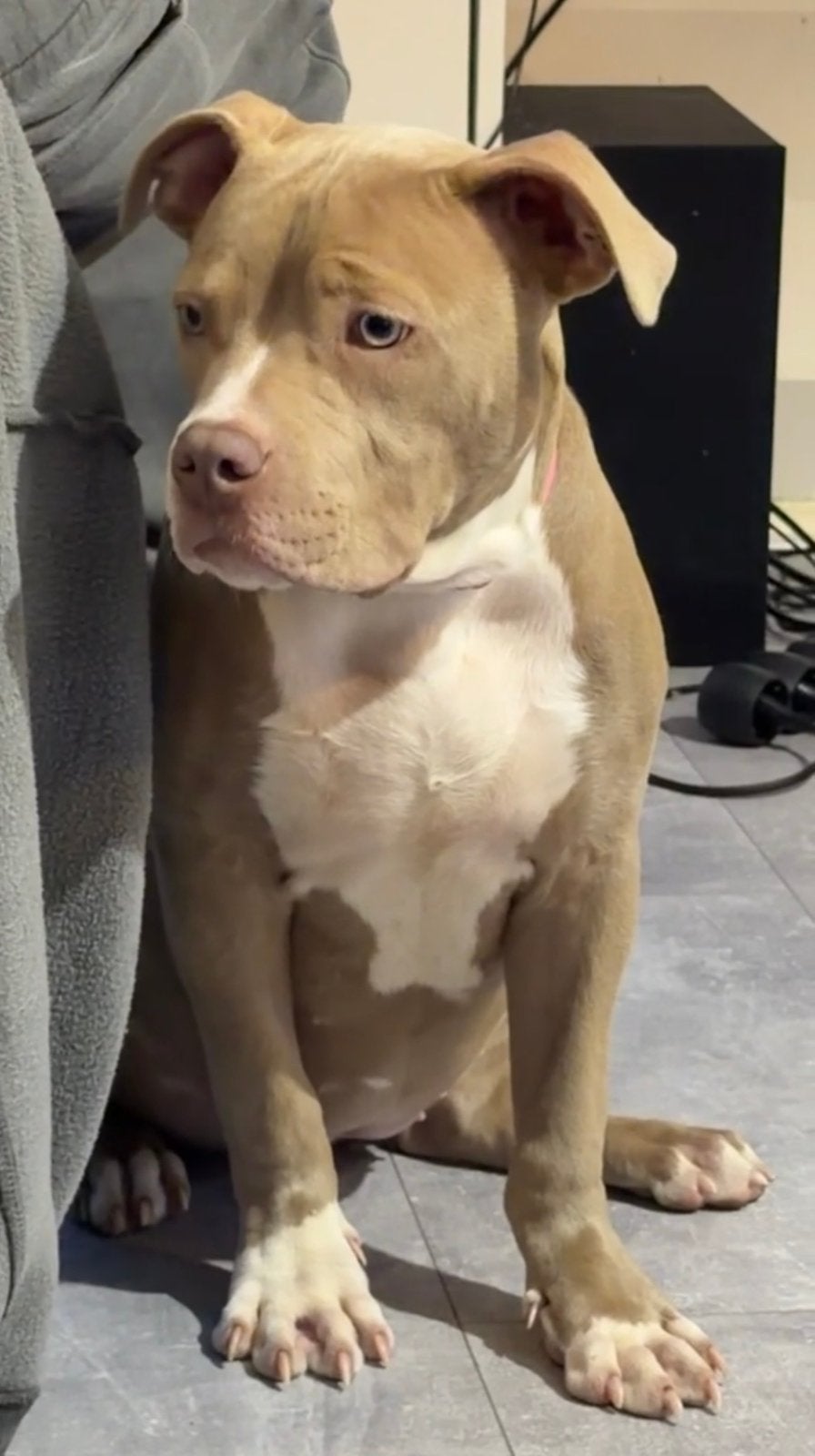 Bully xl zoekt een nieuwe huis, Dieren en Toebehoren, 15 weken tot 1 jaar, Teef, Eén hond, Nederland