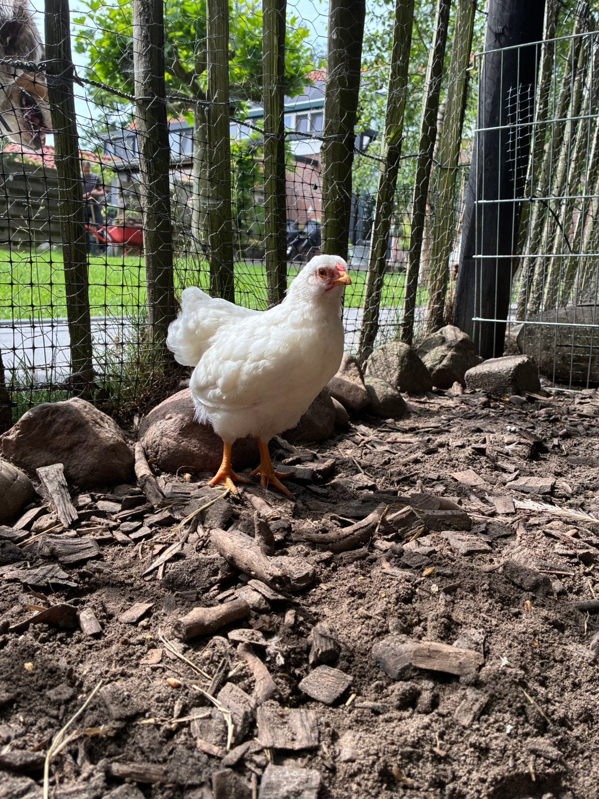 Wyandotte kriel haantje wit, Dieren en Toebehoren, Pluimvee, Mannelijk, Kip