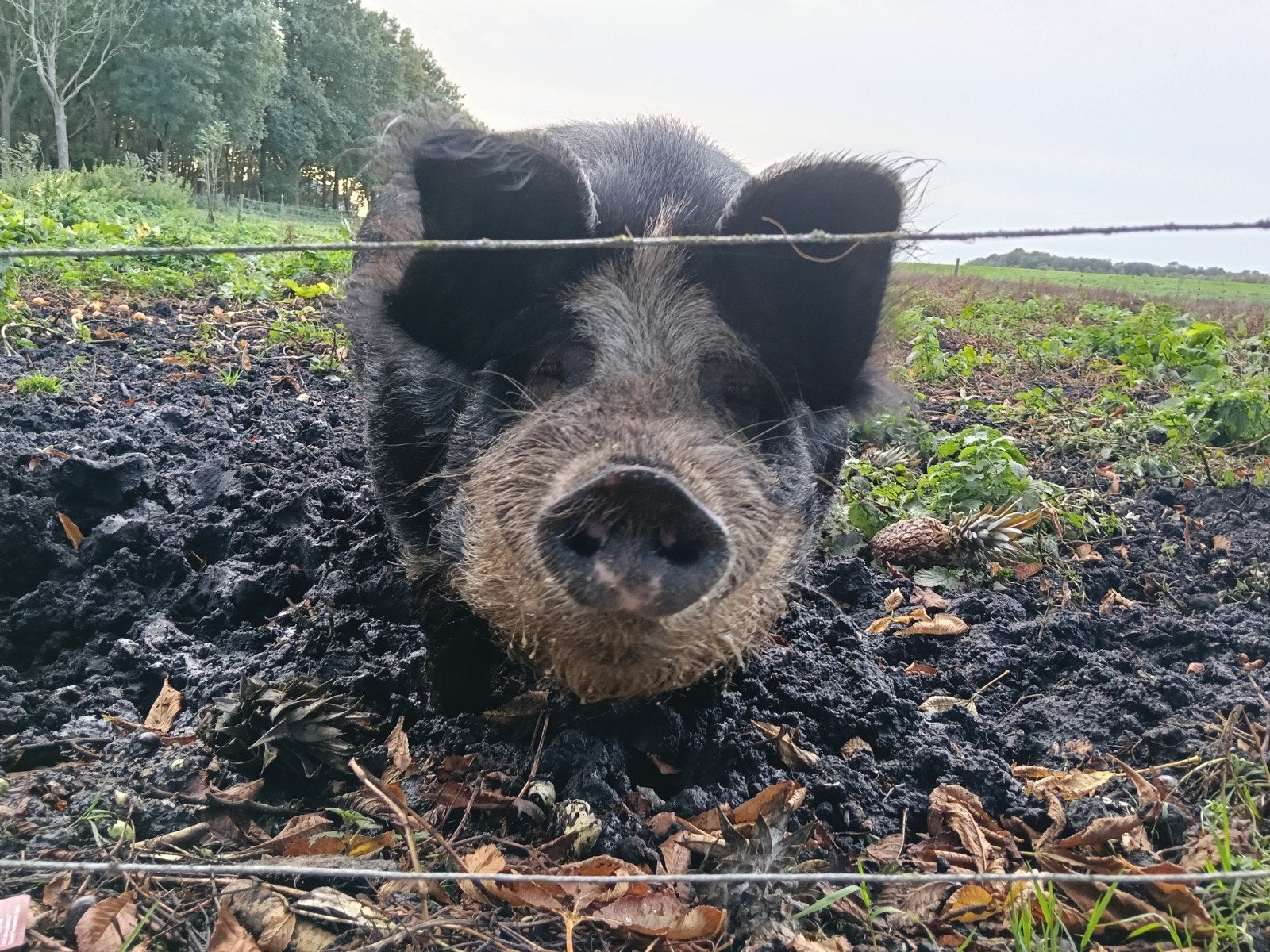 Berkshire beer Boris zoekt nieuw huis, Mannelijk, Varken, 6 jaar of ouder