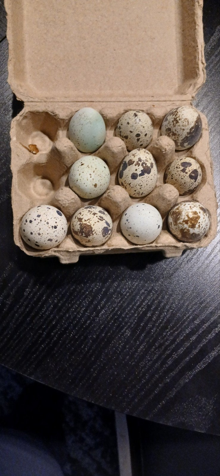 om te eten  kwartel eieren 2 euro per 10 stuks, Geslacht onbekend, Overige soorten
