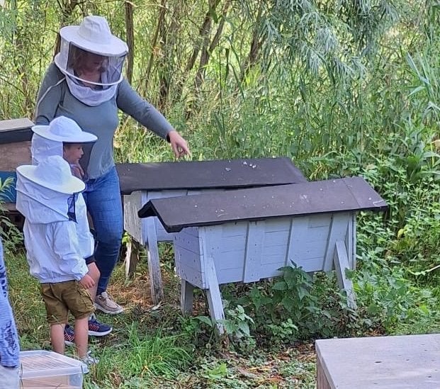 Bijenkasten Warré, Topbarhive en Golz, Bijen