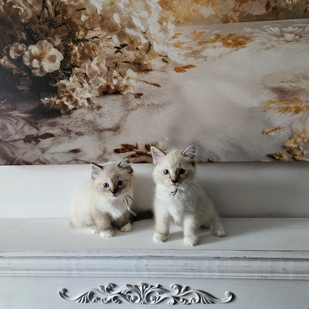 Ragdoll Kittens van Marlyda !, Dieren en Toebehoren, Kater, Gechipt