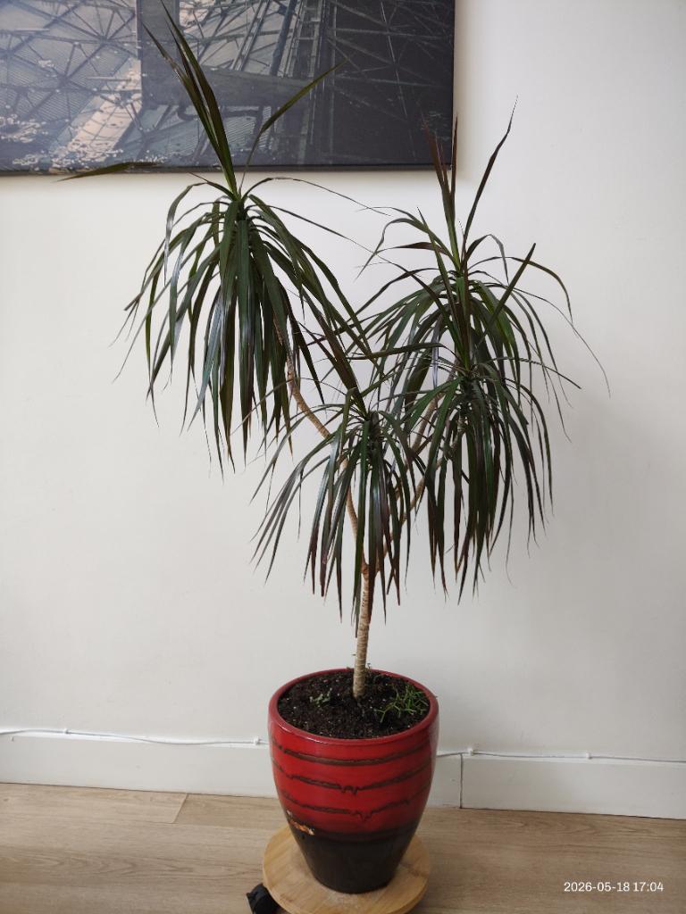 Plant, Ophalen, 100 tot 150 cm, Halfschaduw, In pot