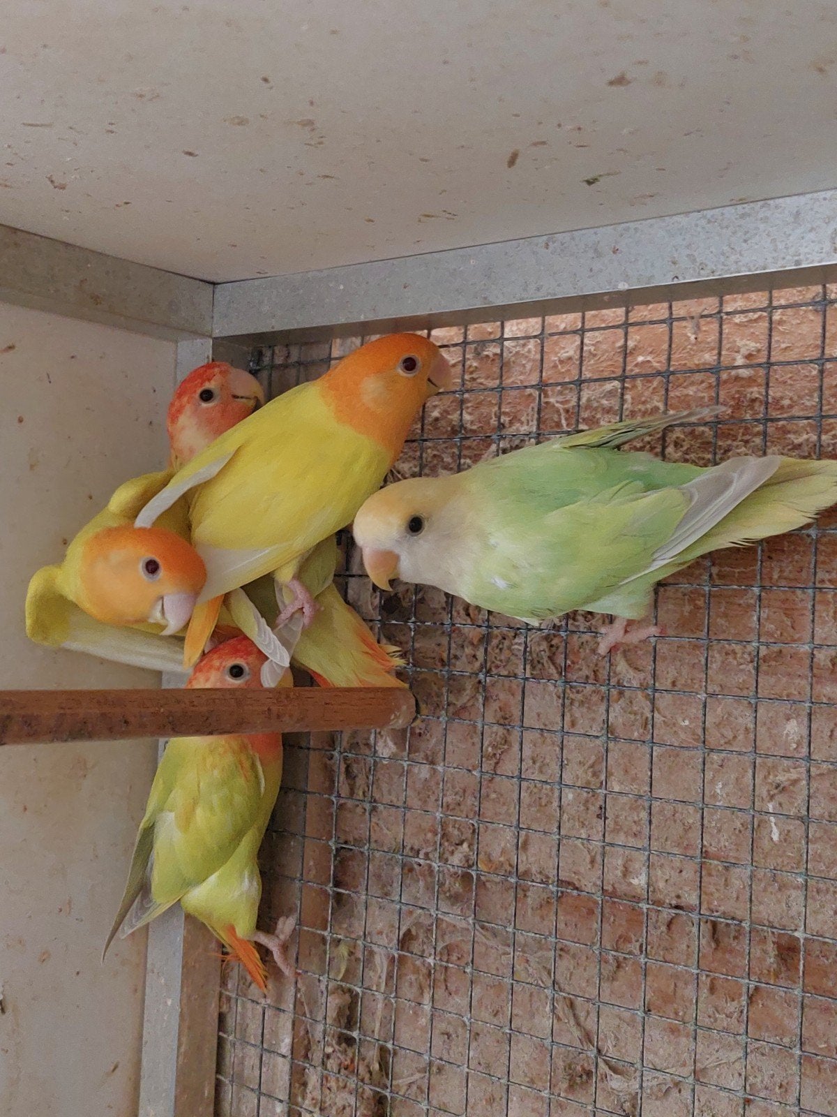 agapornis roseicollis, Dieren en Toebehoren, Vogels | Parkieten en Papegaaien, Meerdere dieren, Dwergpapegaai of Agapornis, Geringd
