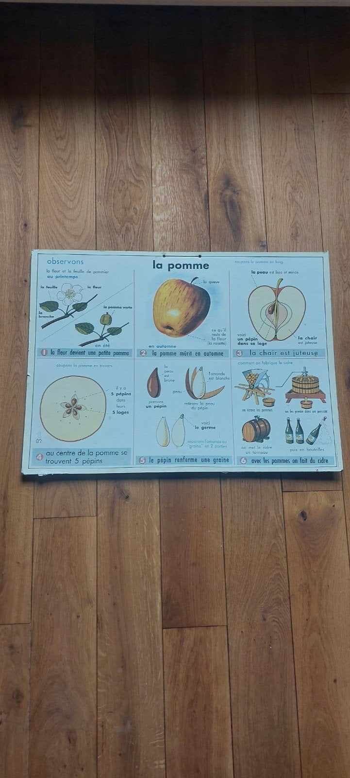 Vintage school plaat MDI schoolplaat 'De Appel' (Frans), Ophalen of Verzenden, Natuur en Biologie