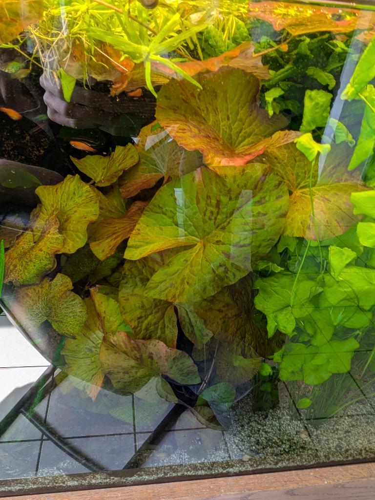 Rode tijgerlotus (Nymphaea Zenkeri), Ophalen, Nieuw, Plant(en), Steen of Hout