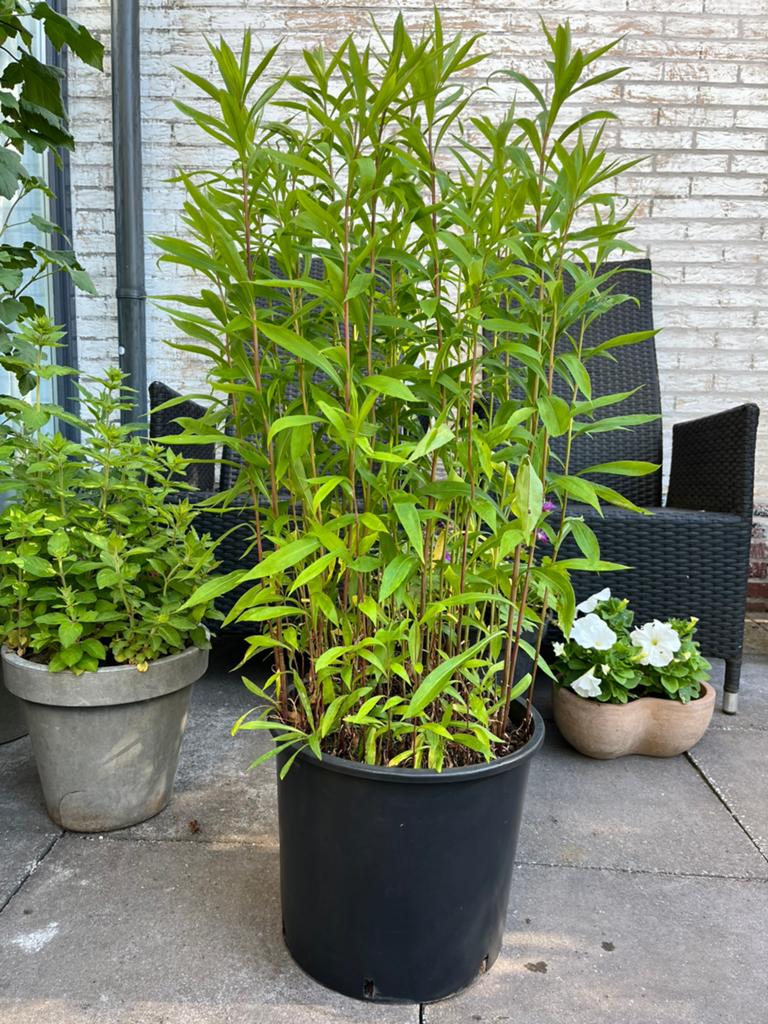 ==MOOI== Grote vaste plant gele pluimen 110 cm lijkt bamboe, Tuin en Terras, Planten | Struiken en Hagen, Ophalen of Verzenden