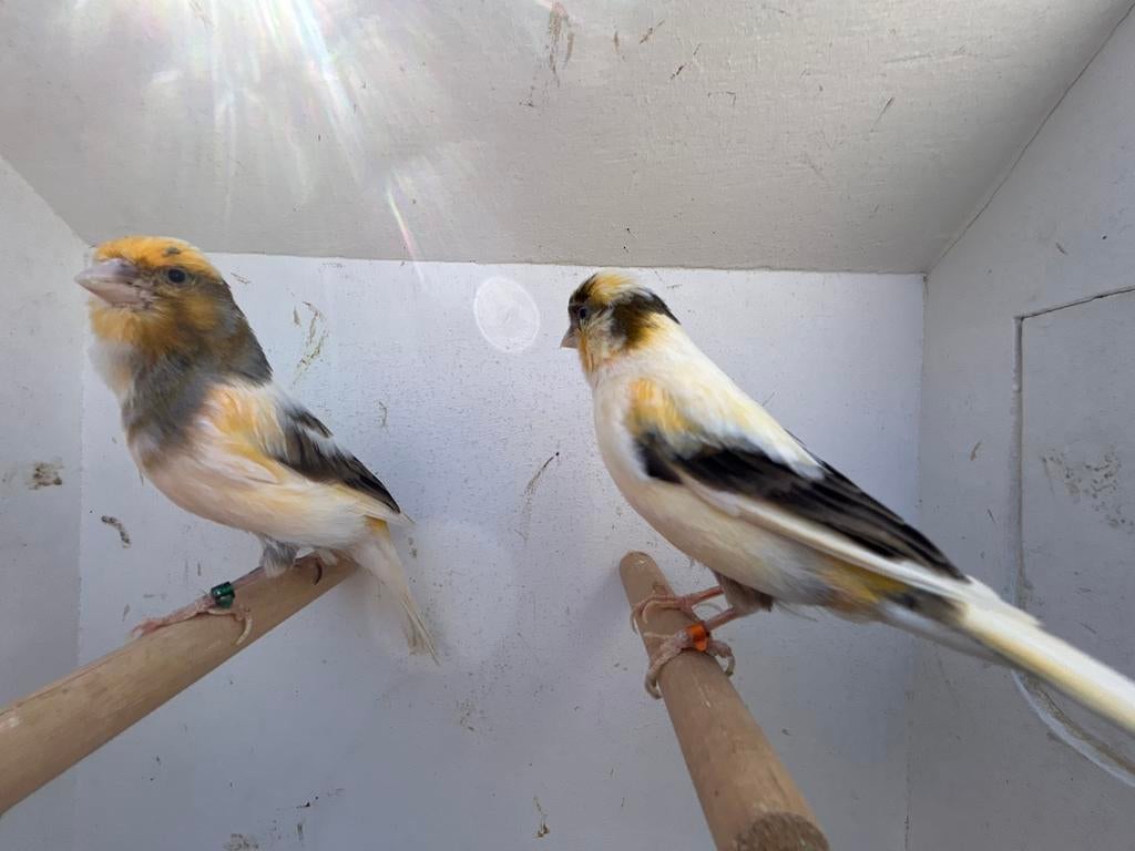 Mooi koppel kanaries, Dieren en Toebehoren, Vogels | Kanaries, Meerdere dieren, Kleurkanarie