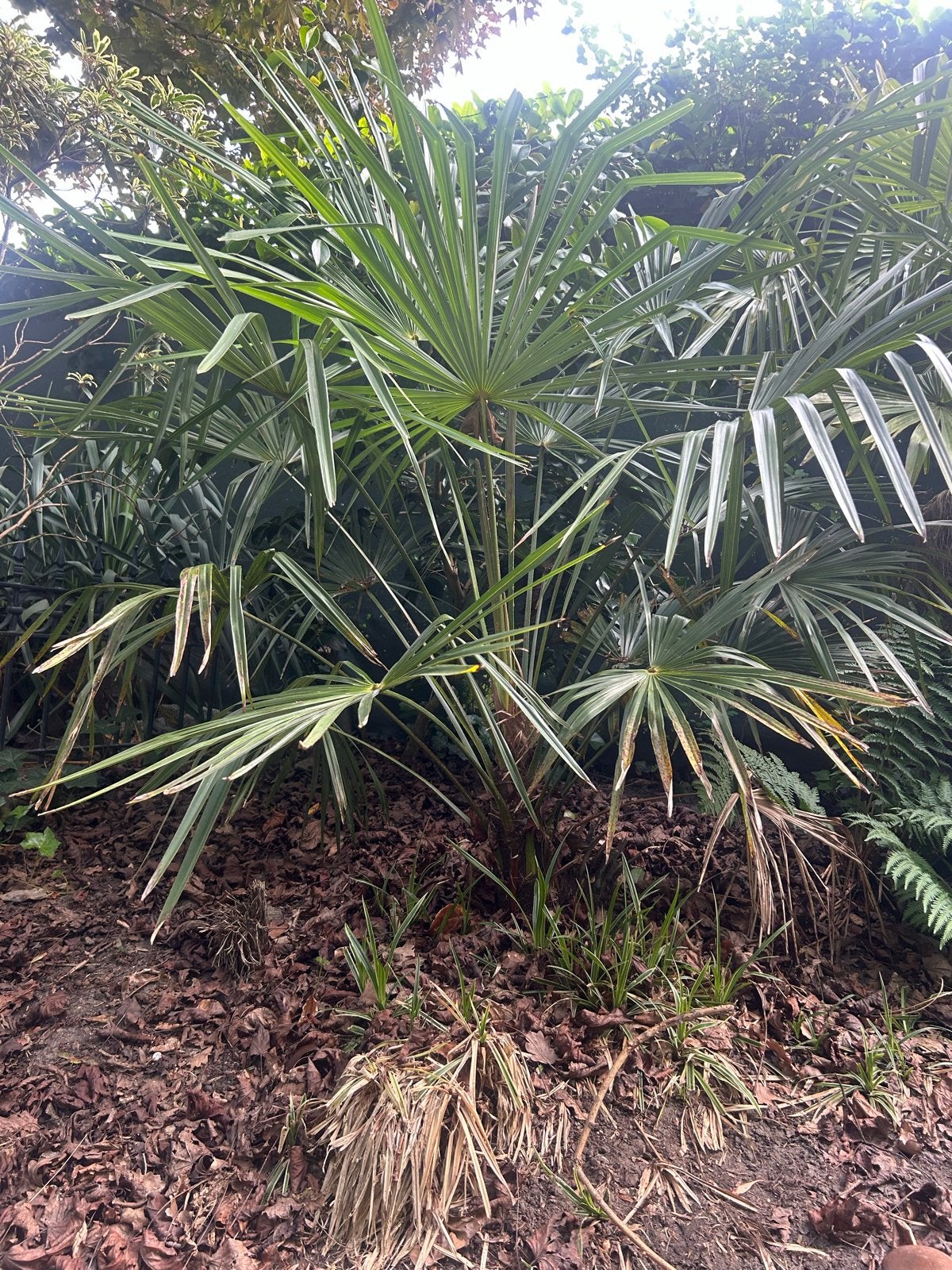 Trachycarpus Fortunei - Winterharde Palmboom, Volle zon, Vaste plant, Bloeit niet, Ophalen