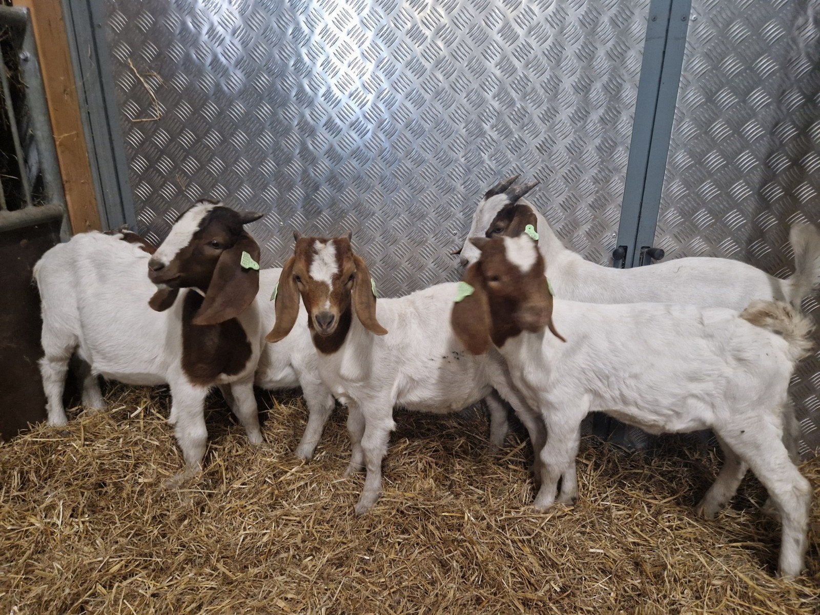jonge boergeiten mnl CEA CL vrij, Dieren en Toebehoren, Mannelijk, Geit, 0 tot 2 jaar