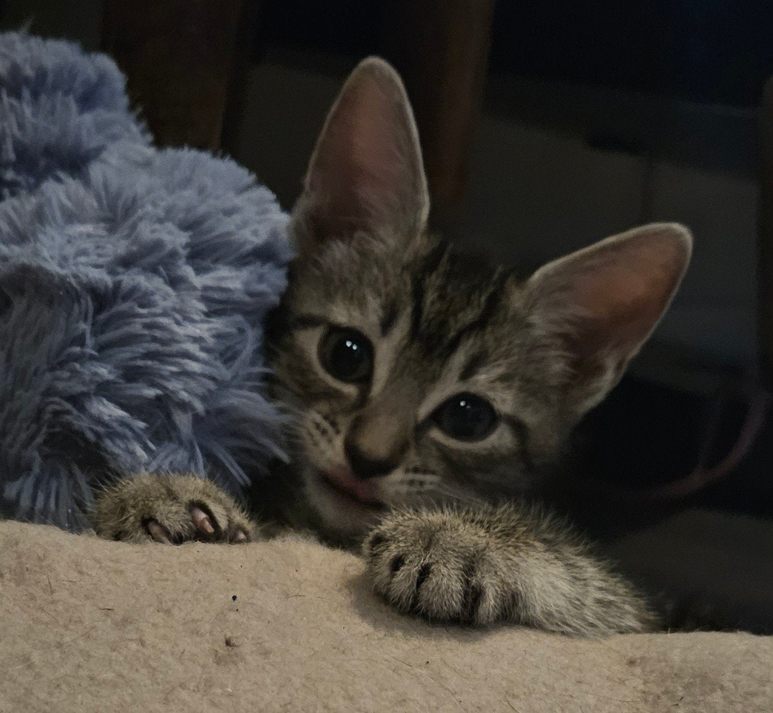 Kittens jonge poesje, Meerdere dieren