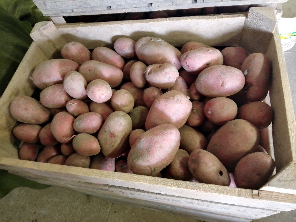 nieuwe aardappelen rode alouette 10 kg, Diversen, Ophalen