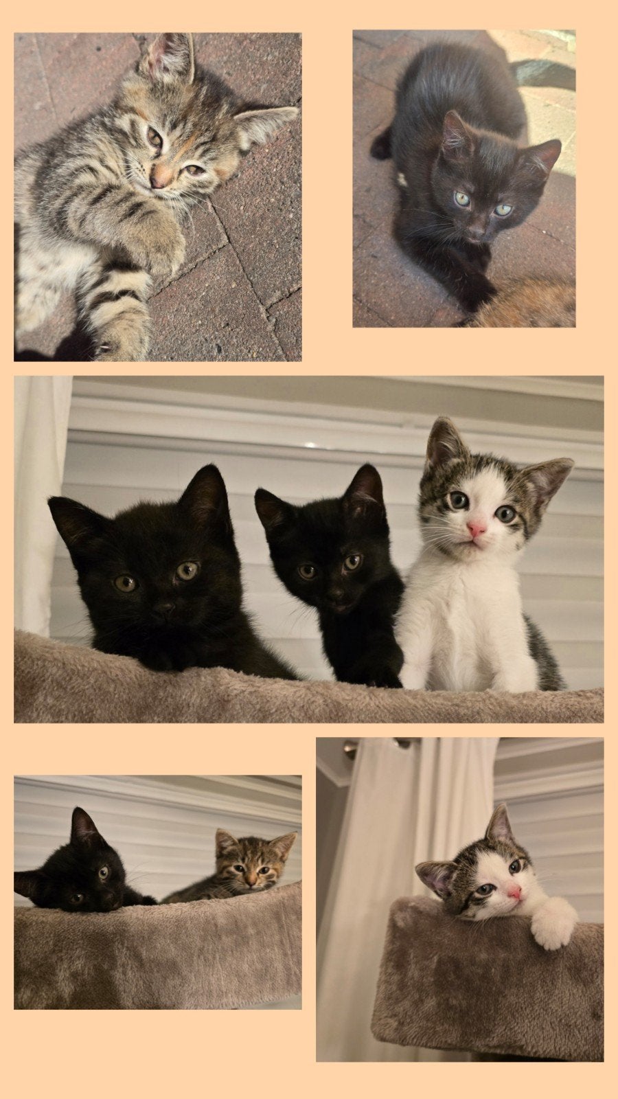 kitten, Meerdere dieren, Kortharig, 0 tot 2 jaar