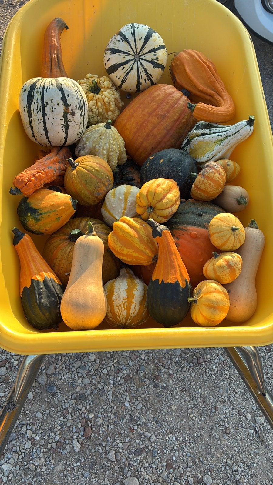 Pompoenen / sier kalebassen / decoratie / herfst, Ophalen
