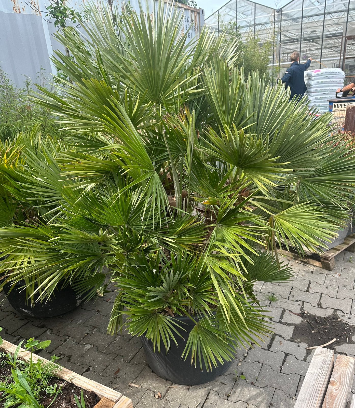 Volle Chamaerops VULCANO palm - 1.80m hoog, 3 stammen, Overige soorten, Volle zon, Vaste plant, Ophalen of Verzenden