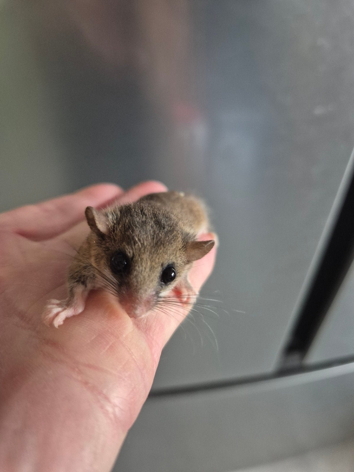 dwerg relmuizen, Dieren en Toebehoren, Knaagdieren, Juni, Meerdere dieren, Muis