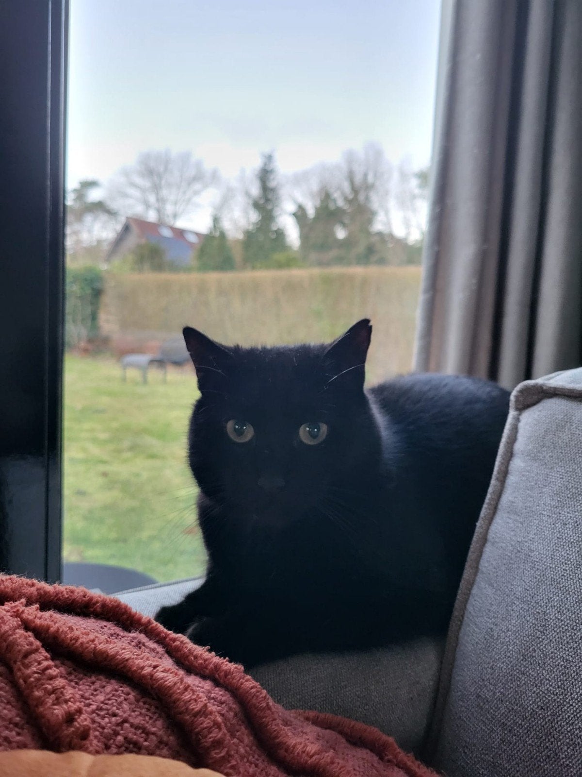 Kat oscar zwart 6 jaar, Dieren en Toebehoren, Kater, Kortharig, 3 tot 5 jaar