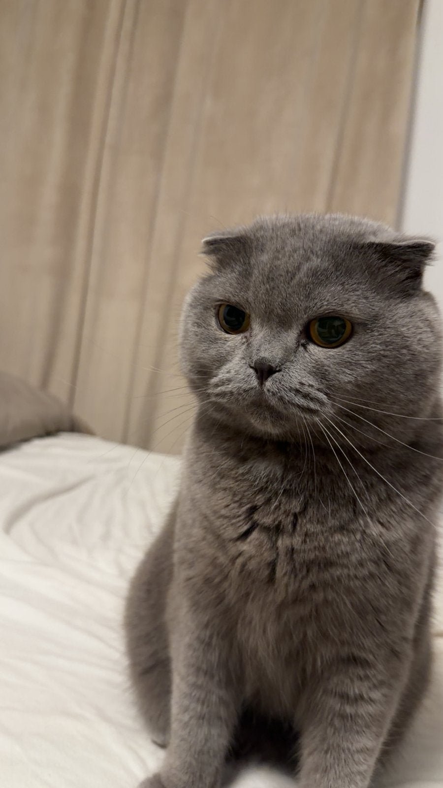 Grijze britsekorthaar, Dieren en Toebehoren, Kater