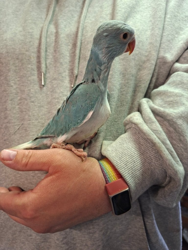 halsbandparkieten blauw opaline wkws 26, Meerdere dieren, Parkiet, Geringd