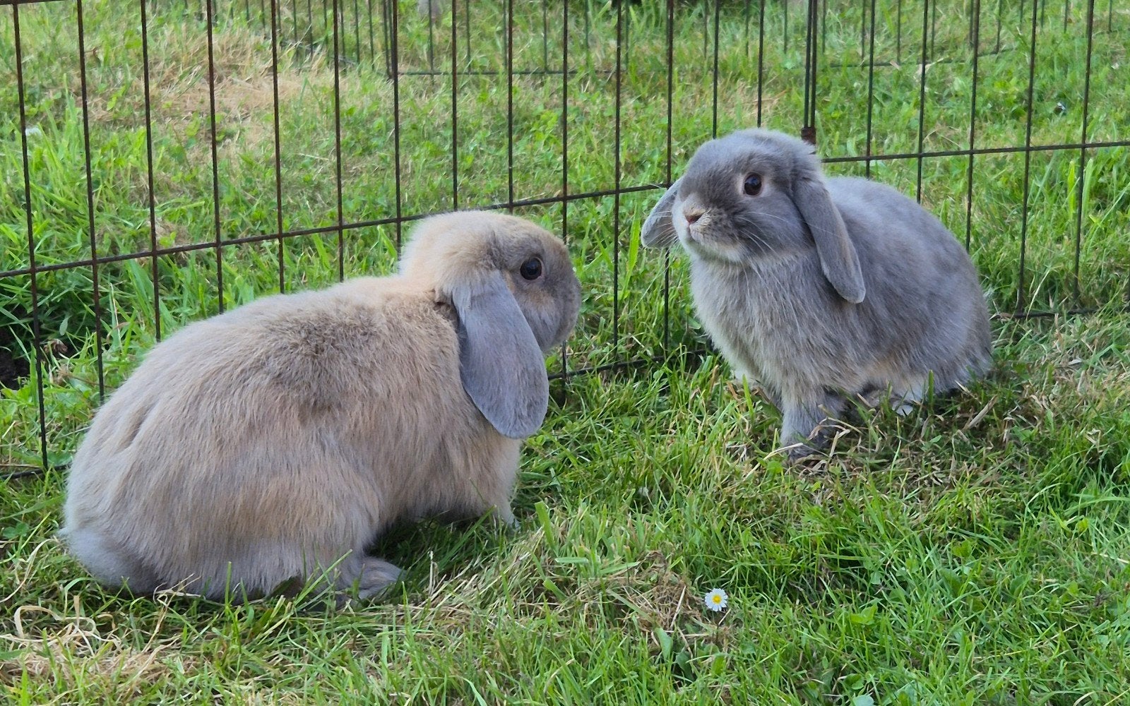 PRACHTIG MINILOP x NHD KOPPELTJE REGIO BALEN, Meerdere dieren, Dwerg, Hangoor, 0 tot 2 jaar