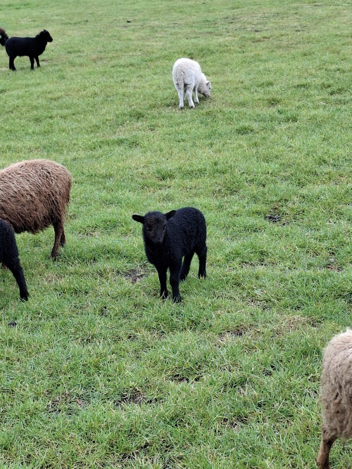 Ouessant schapen en lammeren te koop, Meerdere dieren, Schaap