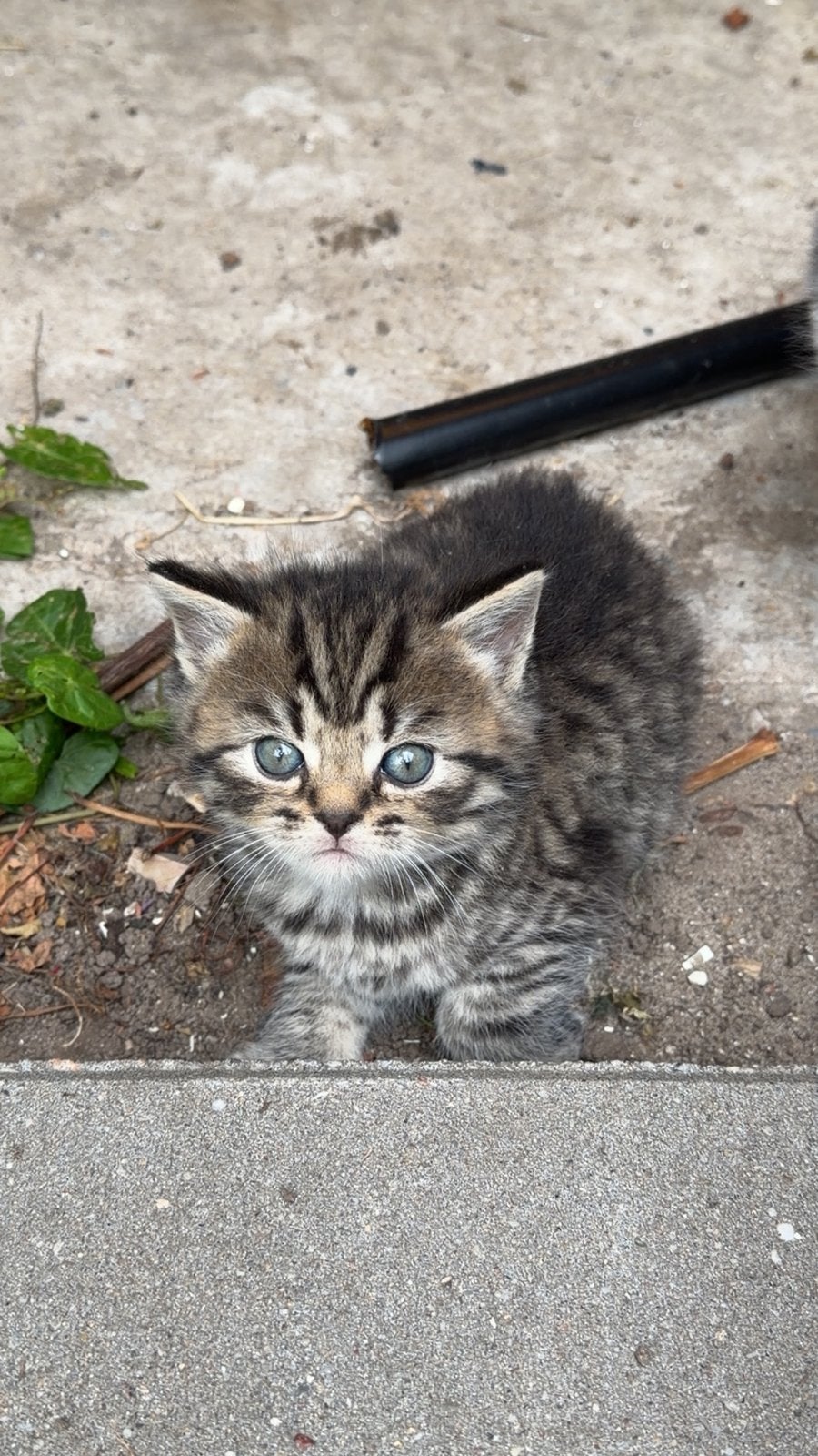 Kittens, Kater