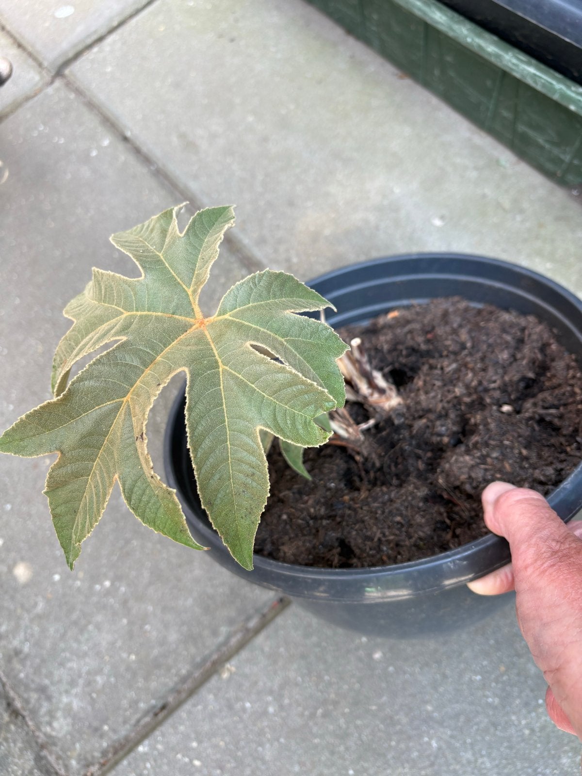 Rijstpapierplant (Tetrapanax papyrifer) - Exotische blikvang, Vaste plant, Bloeit niet, Halfschaduw, Ophalen
