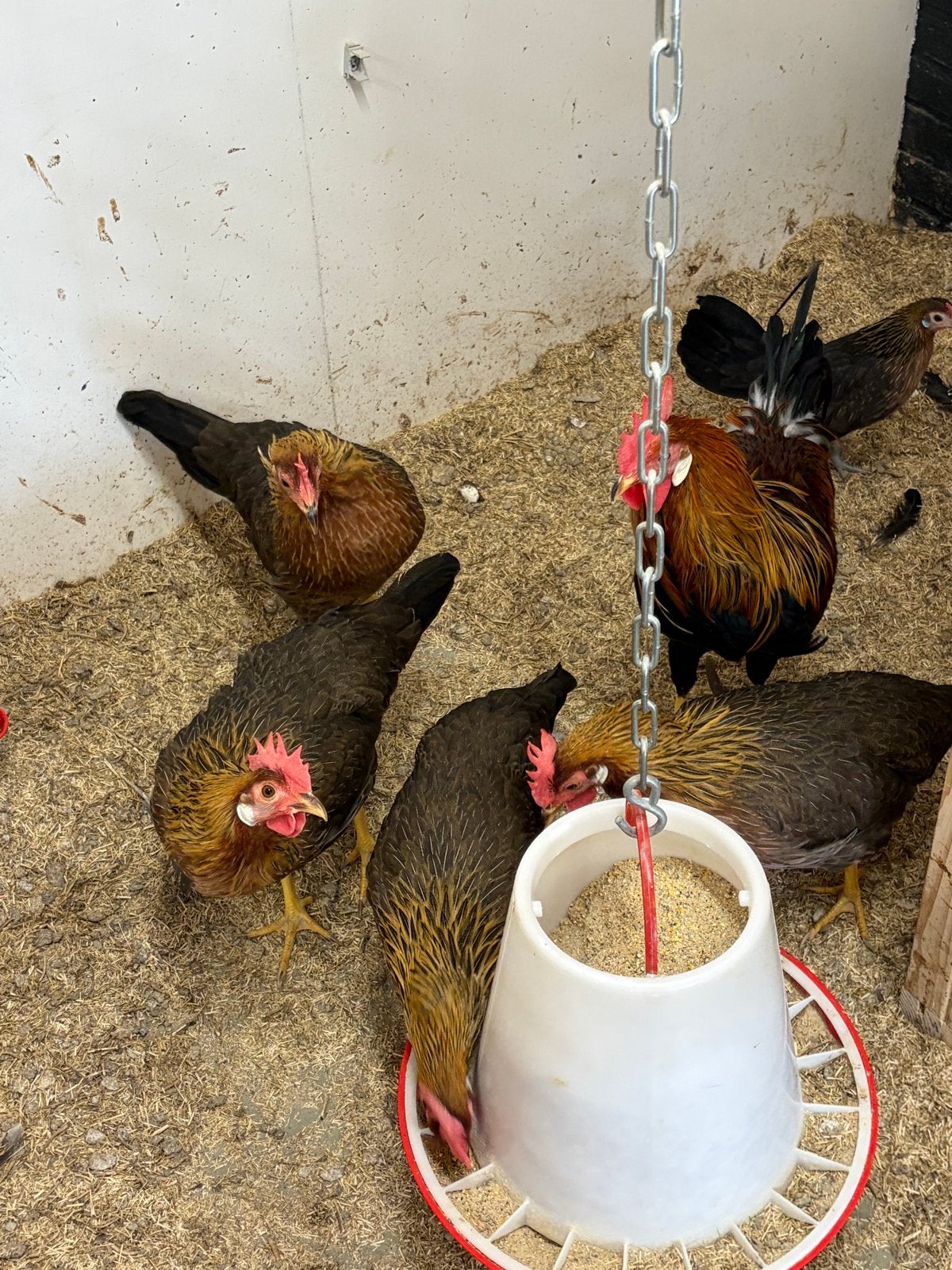 Leghorn patrijs, Dieren en Toebehoren, Meerdere dieren, Kip