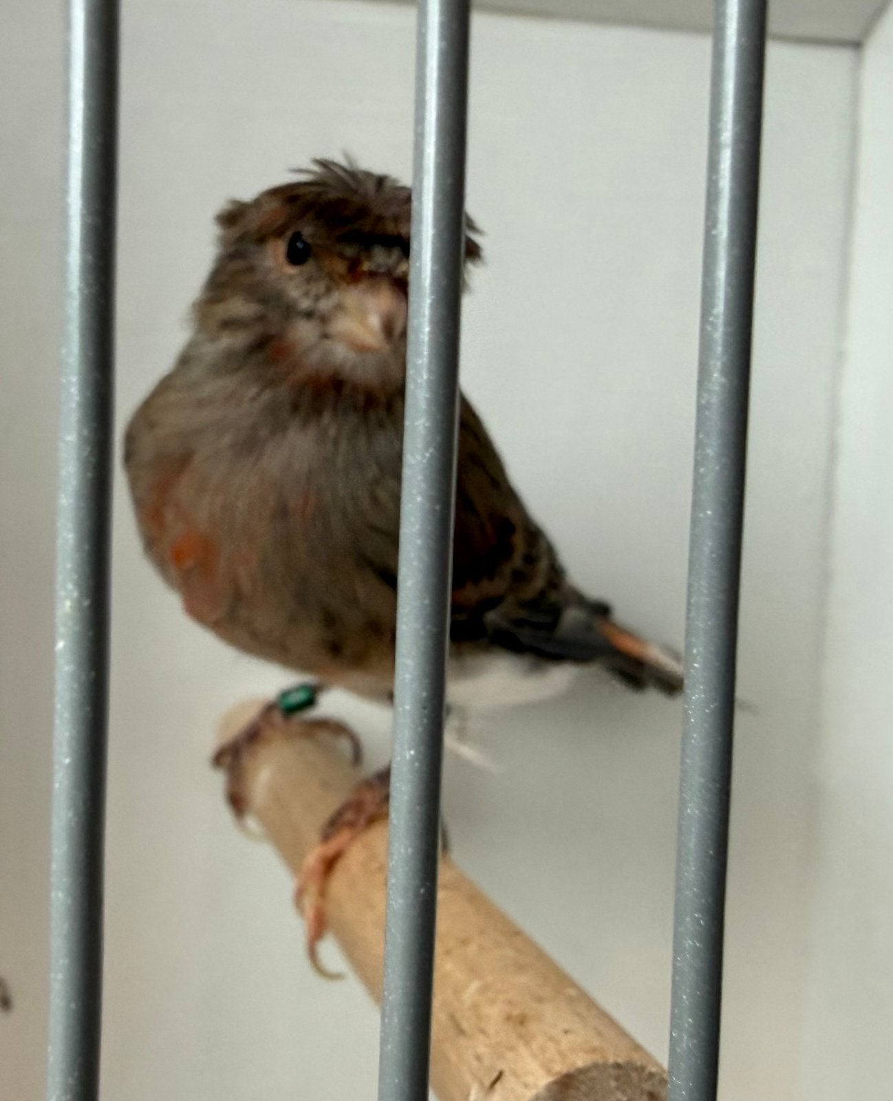 Harlekijn kanarie man met kuif, Mannelijk, Geringd