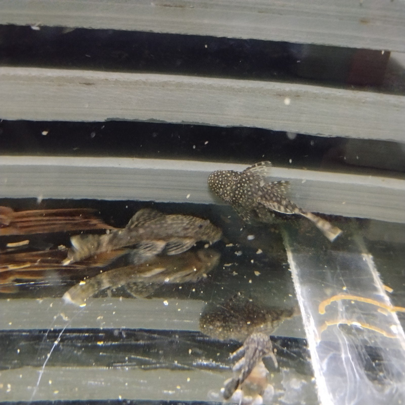 Ancistrus, Dieren en Toebehoren, Ophalen