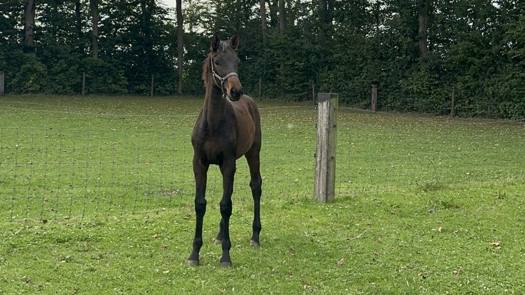 Veelbelovend dressuurhengstveulen (Fürst Toto x Belissimo M), Dieren en Toebehoren, Minder dan 160 cm, Met stamboom, Dressuurpaard