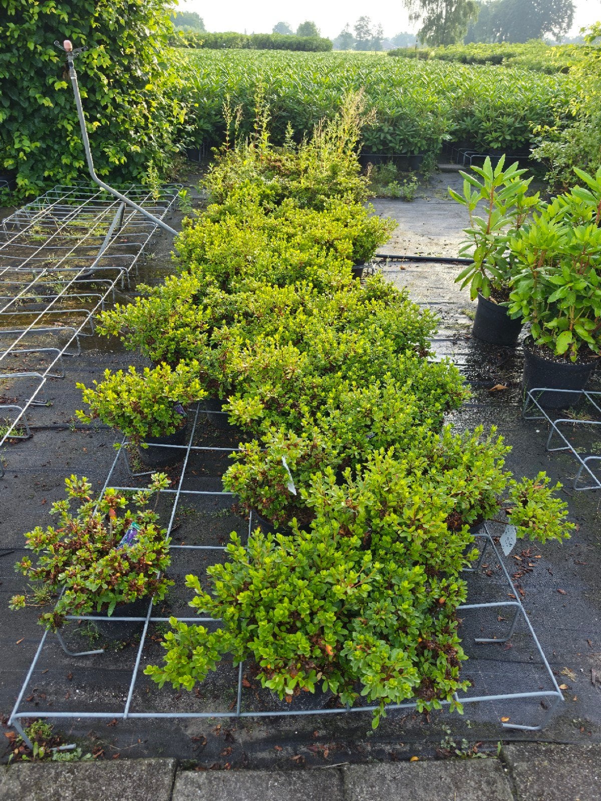 Azalea Japonica Lila, Ophalen, Rhododendron, Struik, Minder dan 100 cm