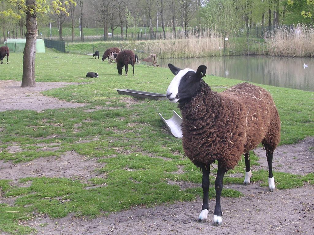 Prachtige 1 jarige zwartbles ooi NZS stamboek, overloper., Vrouwelijk, Schaap, 0 tot 2 jaar