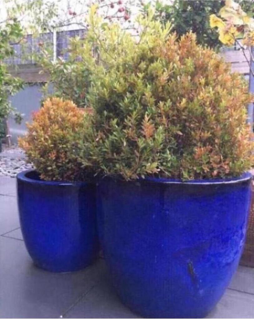 Grote blauwe geglazuurde bloempotten 50 en 39cm, Tuin en Terras, Bloempotten, 40 cm of meer, Rond, Ophalen of Verzenden, Zo goed als nieuw