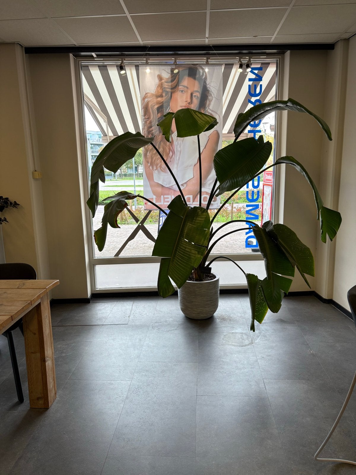 Grote Strelitzia Nicolai - Paradijsvogelplant, Ophalen, 200 cm of meer, Overige soorten, In pot