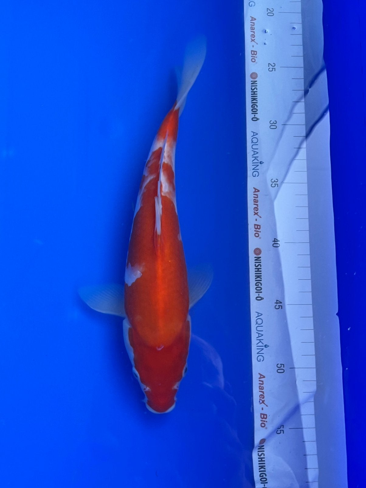 Doitsu Kohaku, Karper of Koi